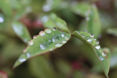 雨雫　⑦