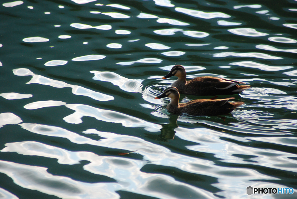 番（つがい）➁