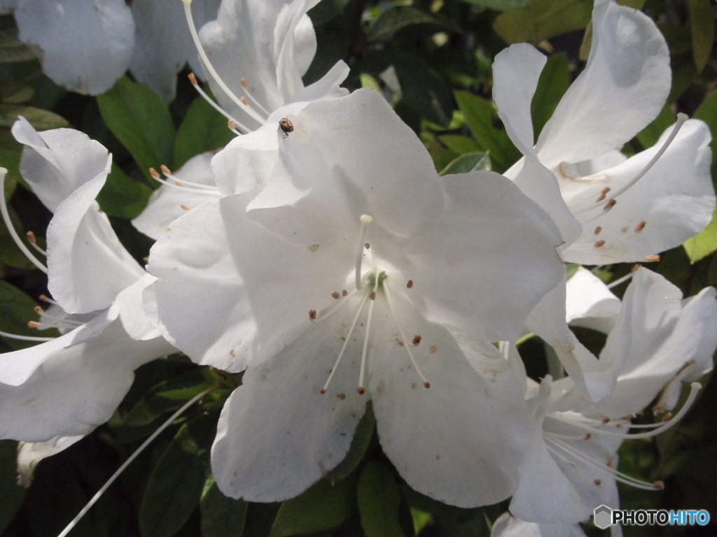 お花がいっぱい！ 200507最終回-⑨