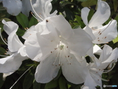 お花がいっぱい！ 200507最終回-⑨