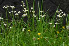 今日のお散歩の友は 200616-②