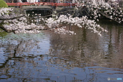 三嶋大社神泉の枝垂桜⑨