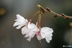 復活の十月桜
