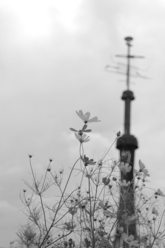 Voigtländer Skoparex 3.4/35mmで白黒写真を撮る-⑤