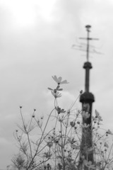 Voigtländer Skoparex 3.4/35mmで白黒写真を撮る-⑤