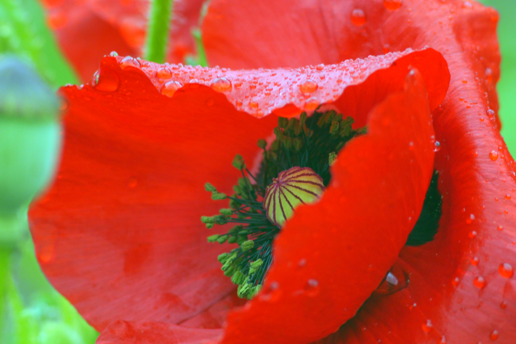 今日のお散歩の友は 200519-⑥