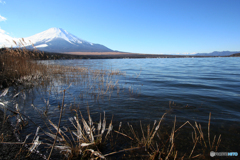 氷の花・酷寒期山中湖