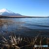 氷の花・酷寒期山中湖