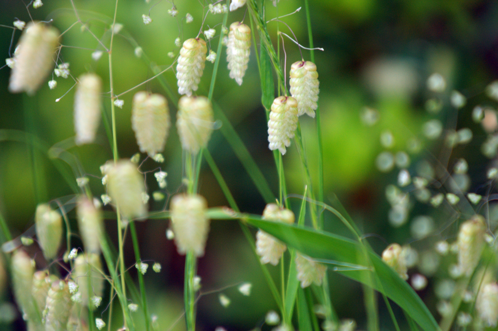 皐月に咲く野辺の花（小判草と姫小判草）