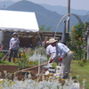 今日のお散歩の友は 200617-⑨