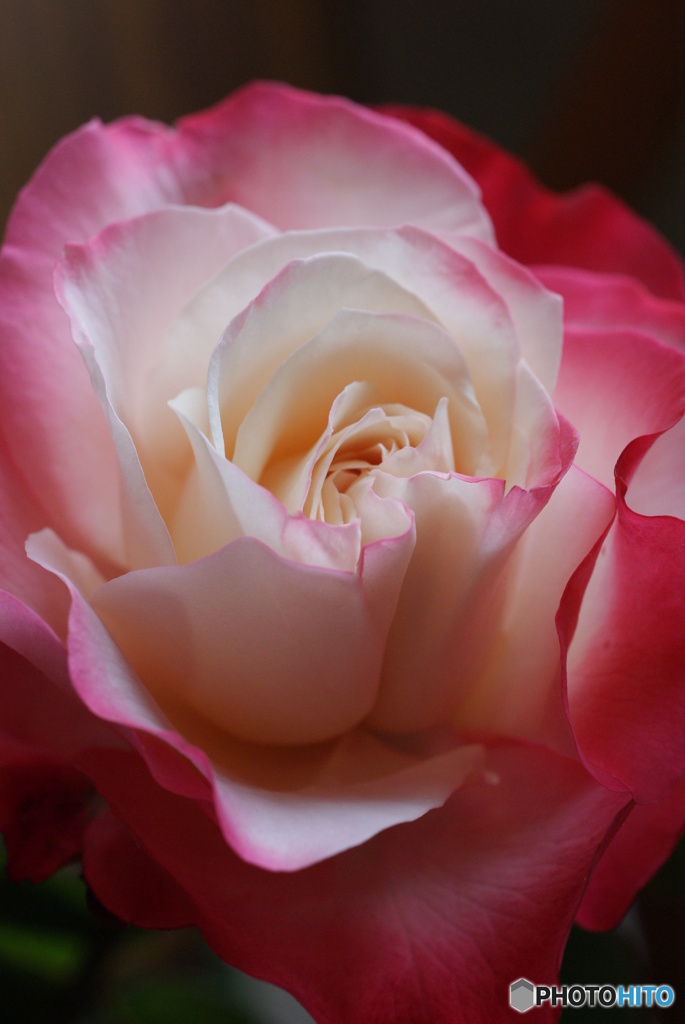 Rose Beauty 2-①