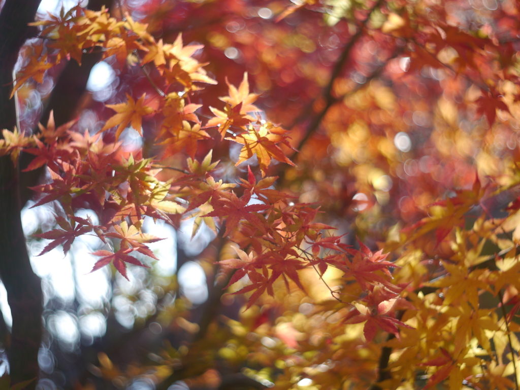 Leica Summitar 5cmで紅葉を撮る-①