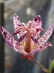 お花がいっぱい！ 200430-⑩