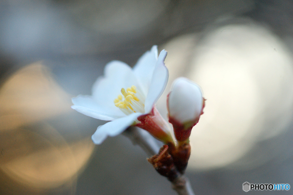 冬桜-➃