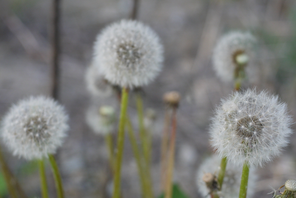 おもひでのレンズたち Hexanon AR 40 mm / F1.8-⑰