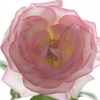 Princesse de Monaco-➅