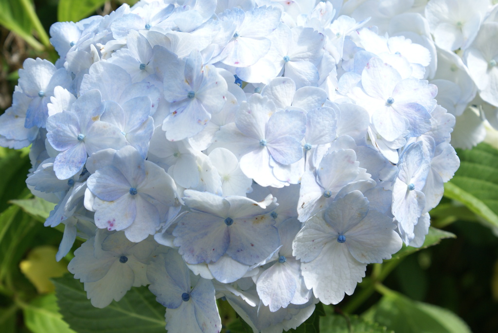 田貫湖周遊200702・植物編-⑨