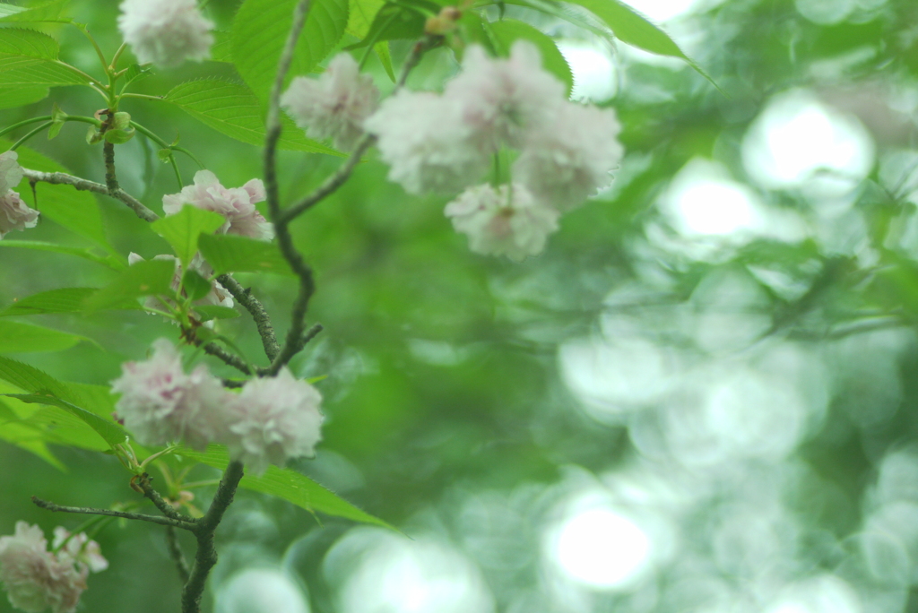 優しさに包まれた（山桜）