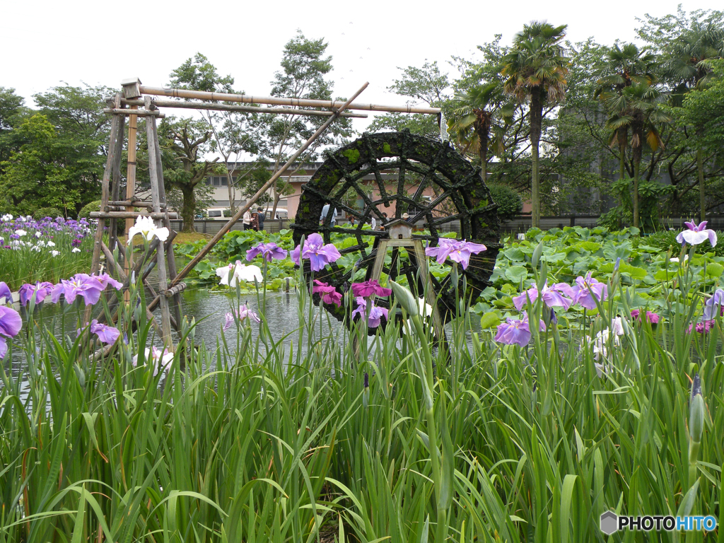 静岡市城北浄化センターの花菖蒲 2010（家内の感性で）-➁