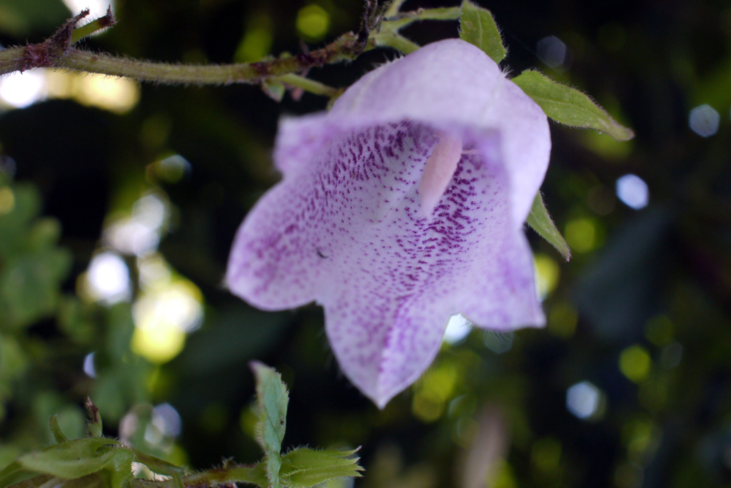 フェアリーに祝福されて降誕-⑥