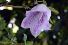 フェアリーに祝福されて降誕-⑥