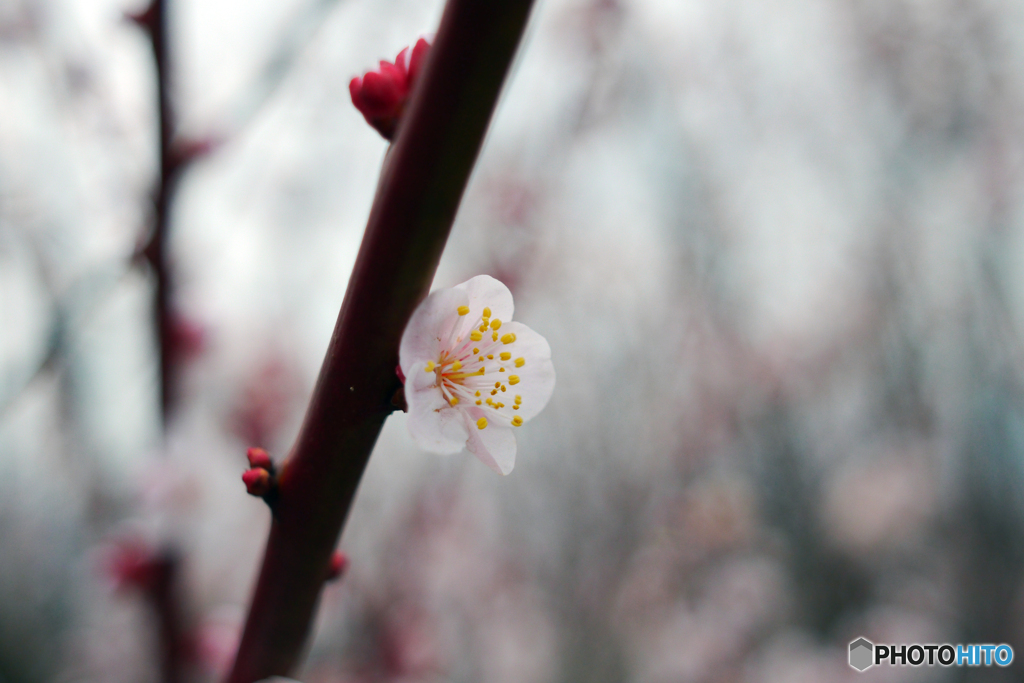 （惜別） MC Pentacon Praktical 28mm F=2.8－➄