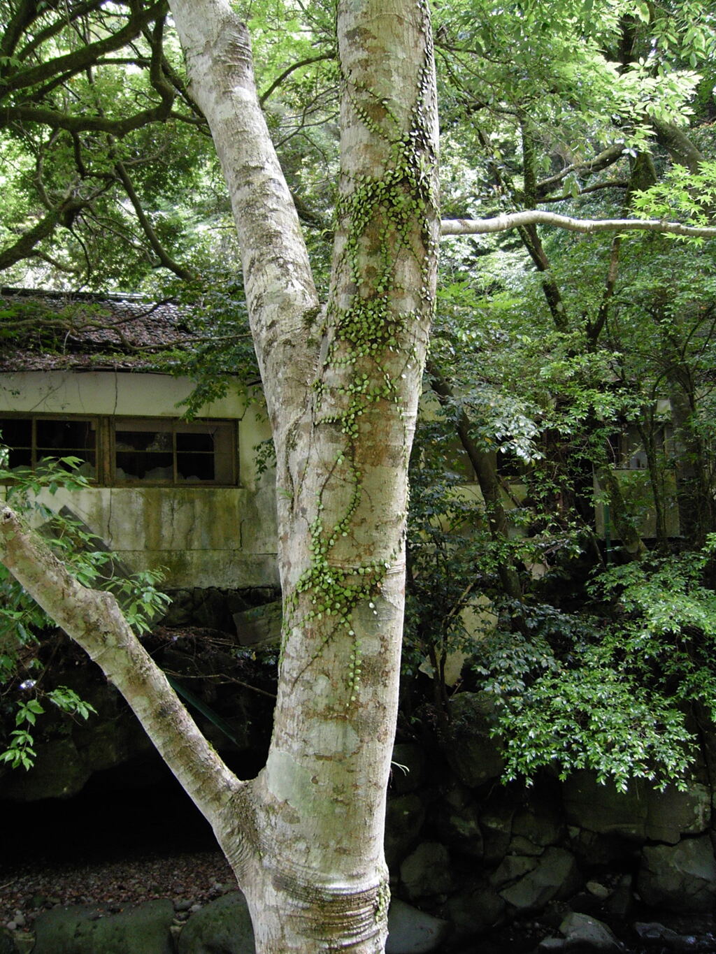 旅情　⑤