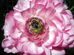 お花がいっぱい！ 200504-⑧