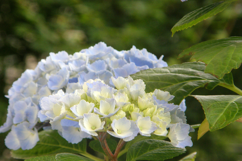 丹精込めた紫陽花が＾＾-③