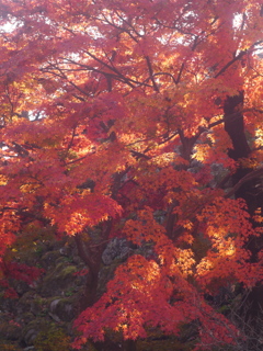 小諸・懐古園の紅葉2018年-➃