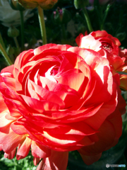 お花がいっぱい！ 200507最終回-➀
