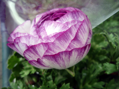 お花がいっぱい！ 200504-➂