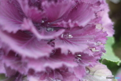 SIGMA SUPER-WIDE 1:2.8 f=24mmと言う選択③