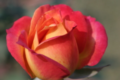 静岡県富士市・広見公園の秋薔薇-➄