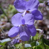 すみれの花～咲く～ころー♪