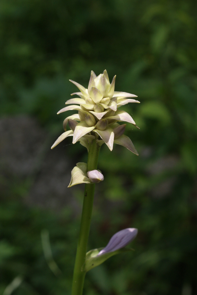 白州の森と尾白川渓谷-①