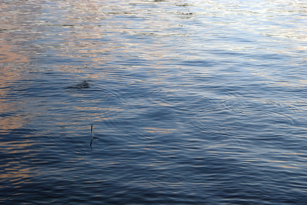 こがね色に輝く湖畔-⑨