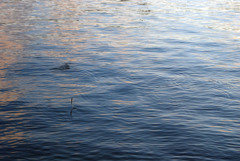 こがね色に輝く湖畔-⑨