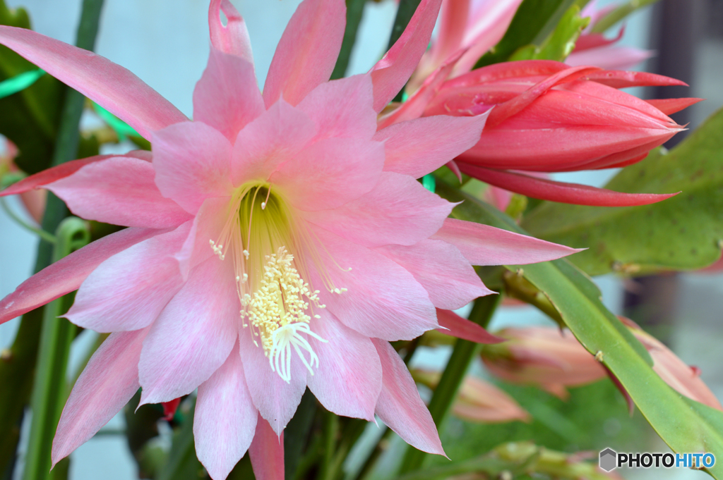 カニサボテン開花-①