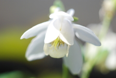 白花深山苧環（シロバナミヤマオダマキ）①