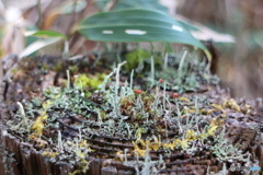 森の小人たち 2015-②