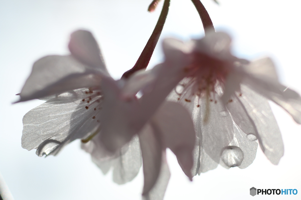 雨上がりの植物たち➀　十月桜