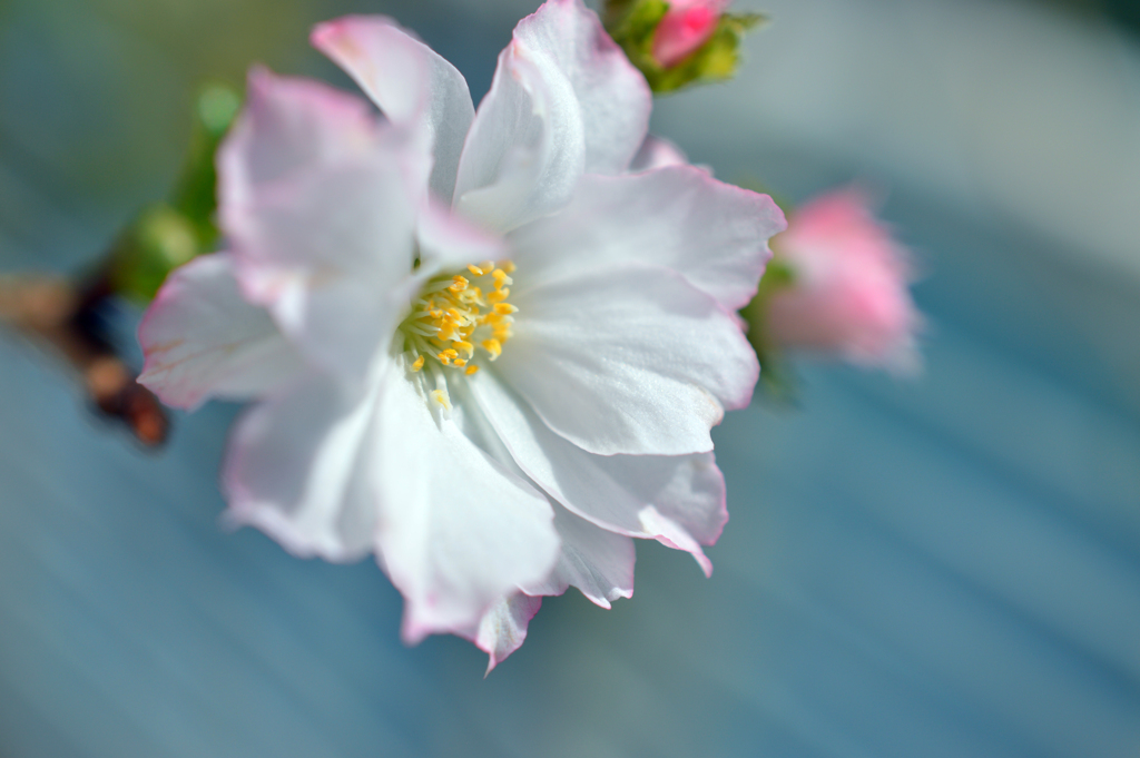 十月桜開花