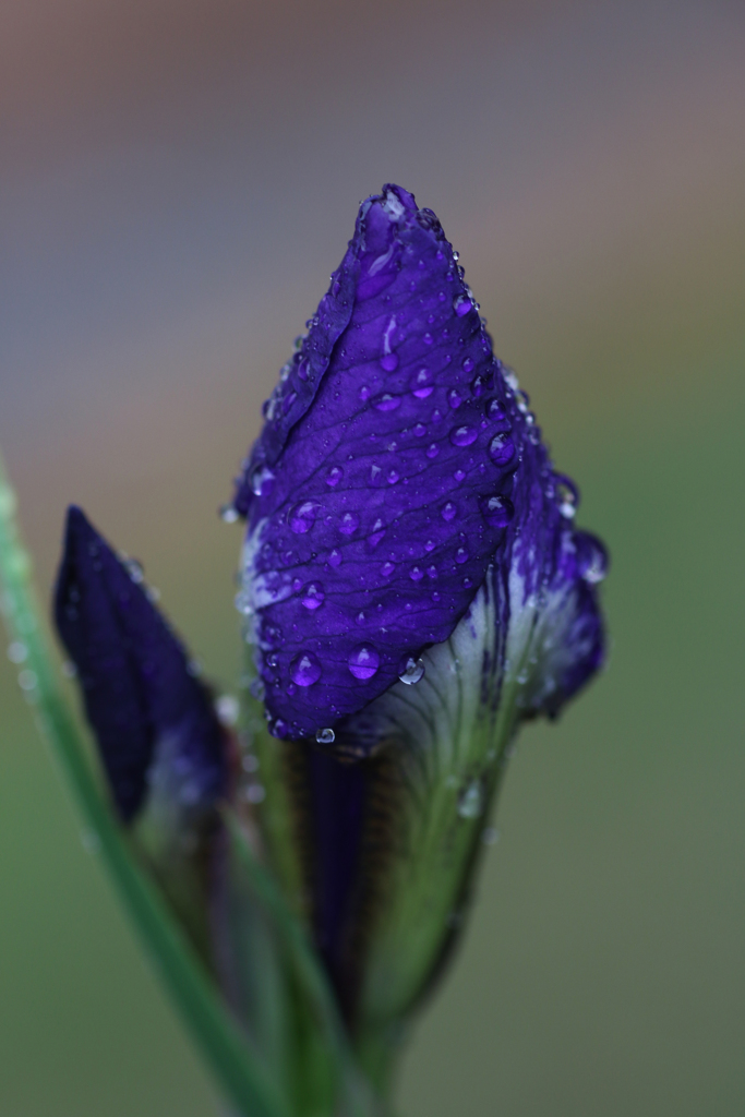 雨の似合う花　②