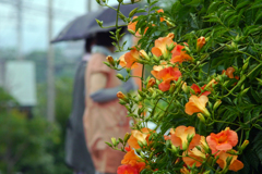 今日のお散歩の友は 200616-⑥