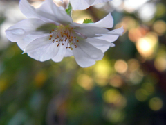 大したもんだぜ！　十月桜