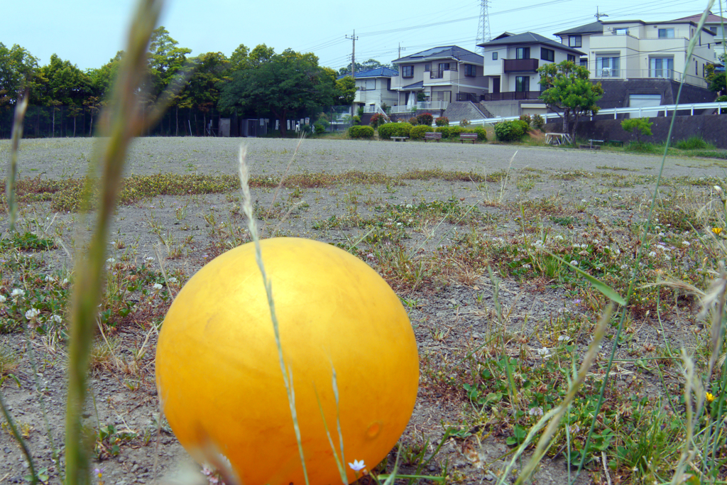 今日のお散歩の友は 200604-⑧