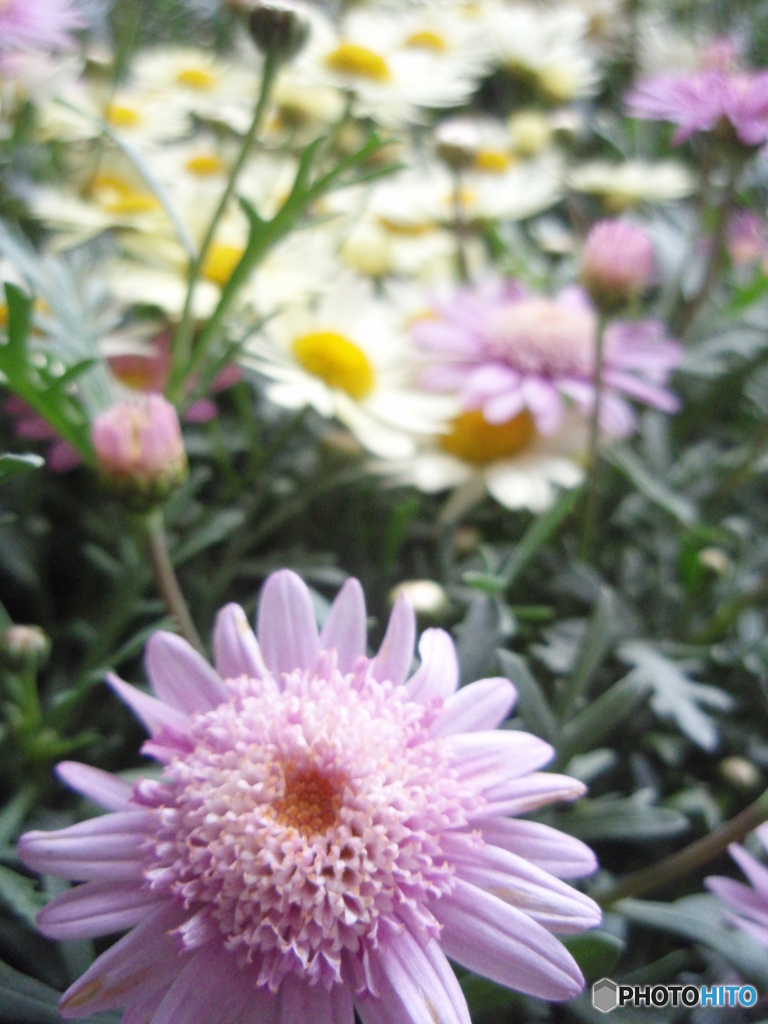 お花がいっぱい！ 200427-⑨