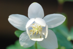 白花深山苧環（シロバナミヤマオダマキ）④
