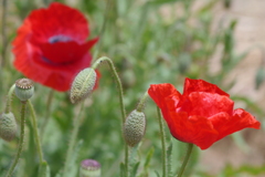 今日のお散歩の友は 200515-③